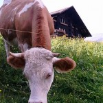cow_at_hostel